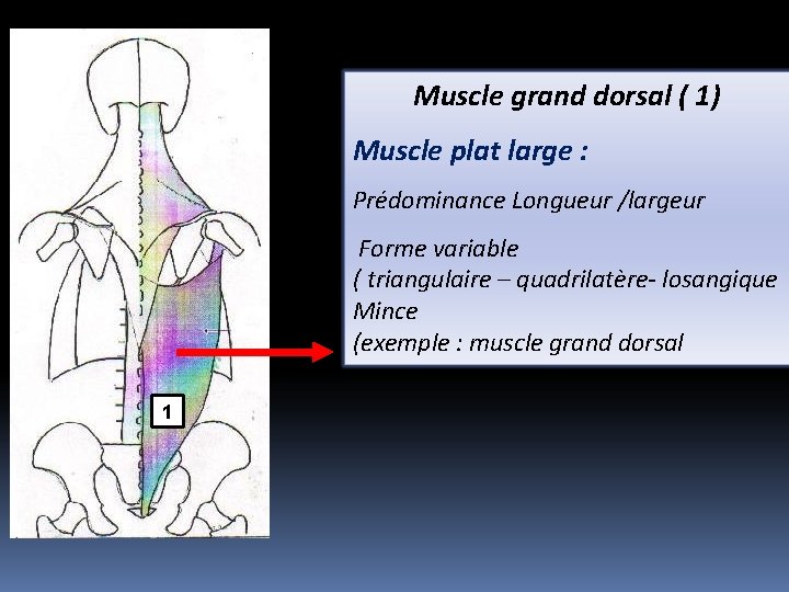 Muscle grand dorsal ( 1) Muscle plat large : Prédominance Longueur /largeur Forme variable