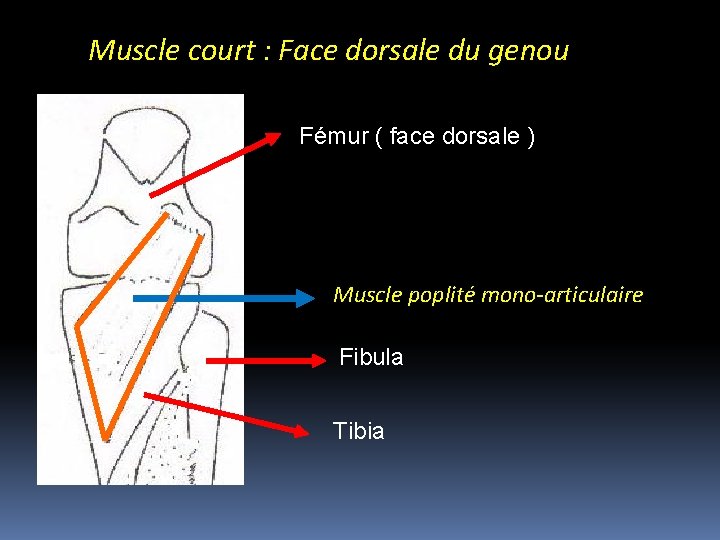 Muscle court : Face dorsale du genou Fémur ( face dorsale ) Muscle poplité