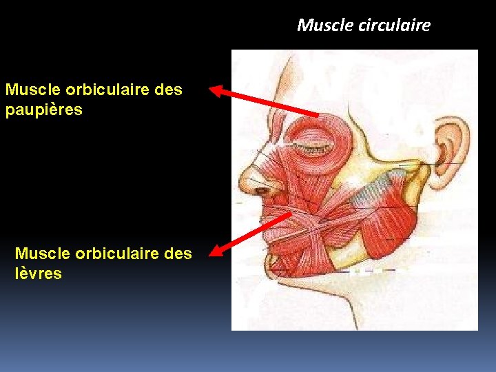 Muscle circulaire Muscle orbiculaire des paupières Muscle orbiculaire des lèvres 