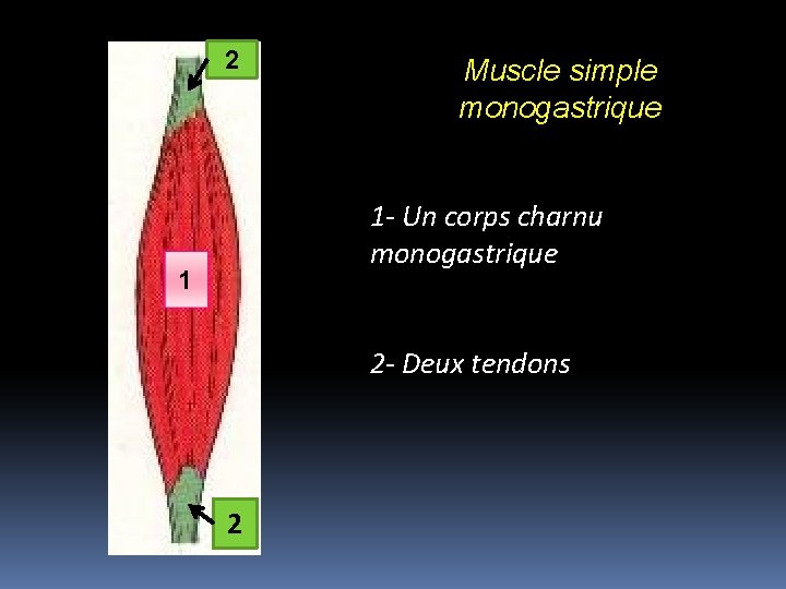 2 Muscle simple monogastrique 1 - Un corps charnu monogastrique 1 2 - Deux