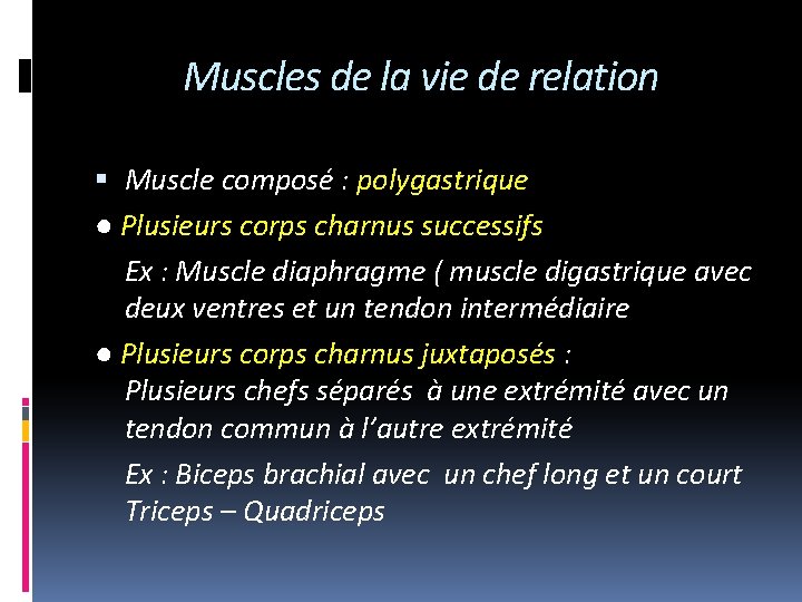 Muscles de la vie de relation Muscle composé : polygastrique ● Plusieurs corps charnus