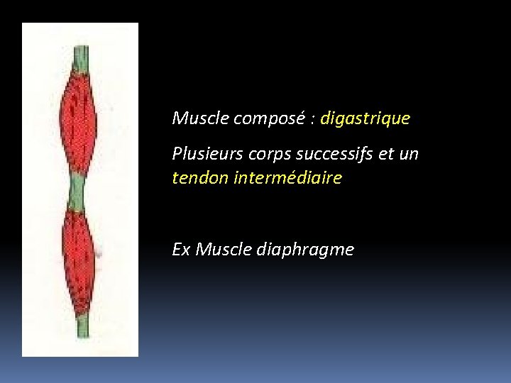 Muscle composé : digastrique Plusieurs corps successifs et un tendon intermédiaire Ex Muscle diaphragme