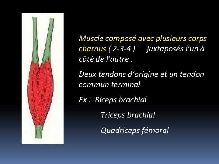 Muscle composé avec plusieurs corps charnus ( 2 -3 -4 ) juxtaposés l’un à