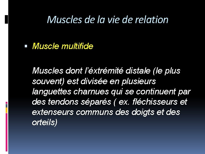 Muscles de la vie de relation Muscle multifide Muscles dont l’éxtrémité distale (le plus