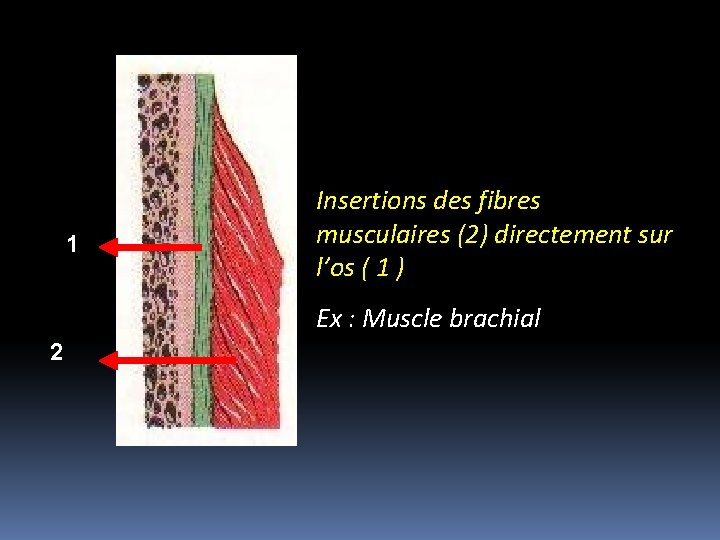 1 Insertions des fibres musculaires (2) directement sur l’os ( 1 ) Ex :