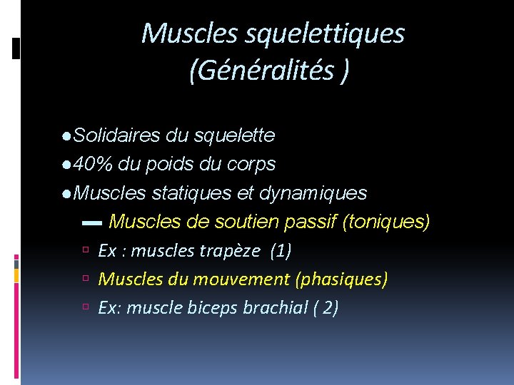 Muscles squelettiques (Généralités ) ●Solidaires du squelette ● 40% du poids du corps ●Muscles