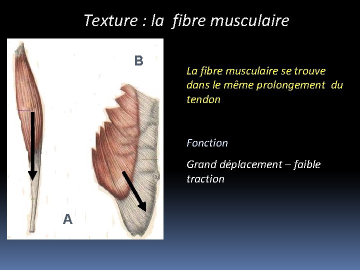 Texture : la fibre musculaire B La fibre musculaire se trouve dans le même