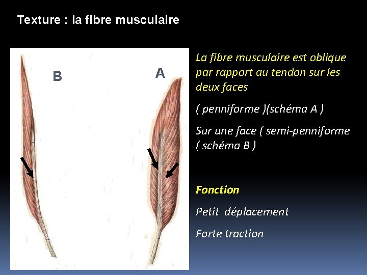 Texture : la fibre musculaire B A La fibre musculaire est oblique par rapport