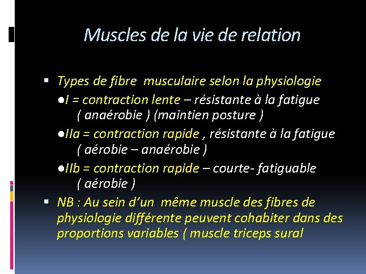 Muscles de la vie de relation Types de fibre musculaire selon la physiologie ●I