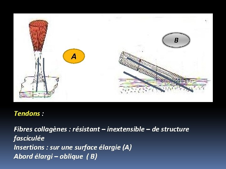 B A Tendons : Fibres collagènes : résistant – inextensible – de structure fasciculée