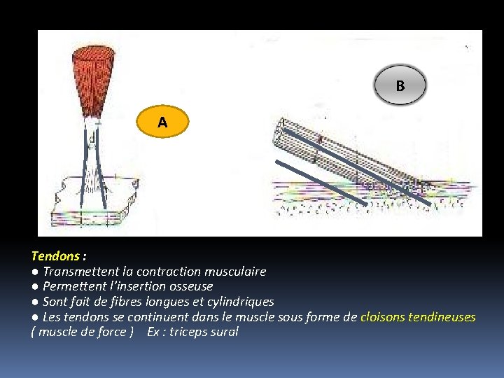 BB A Tendons : ● Transmettent la contraction musculaire ● Permettent l’insertion osseuse ●