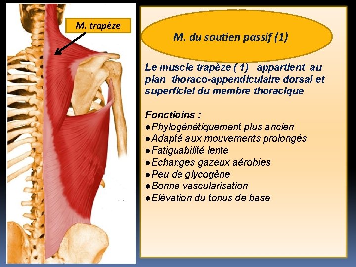 M. trapèze M. du soutien passif (1) Le muscle trapèze ( 1) appartient au