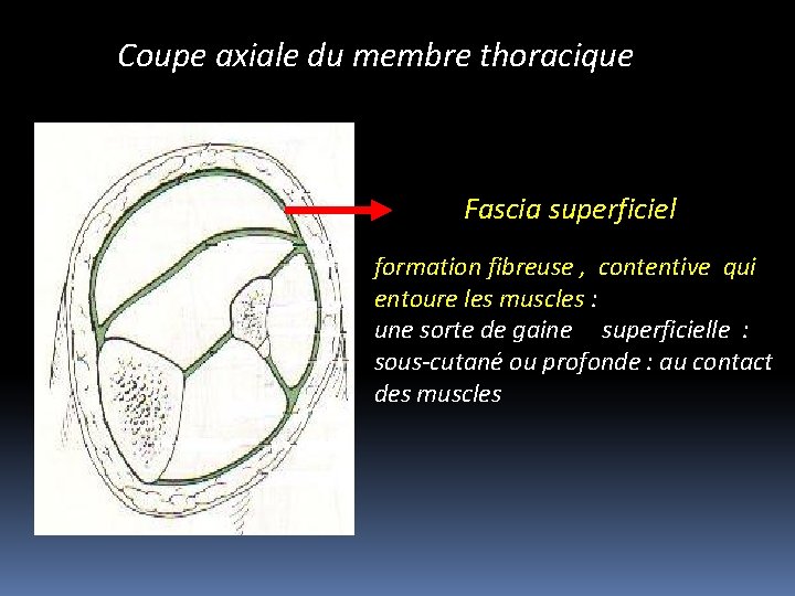 Coupe axiale du membre thoracique Fascia superficiel formation fibreuse , contentive qui entoure les