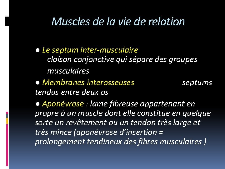 Muscles de la vie de relation ● Le septum inter-musculaire cloison conjonctive qui sépare