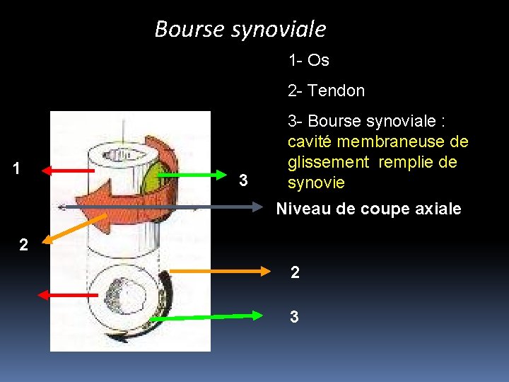 Bourse synoviale 1 - Os 2 - Tendon 1 3 3 - Bourse synoviale