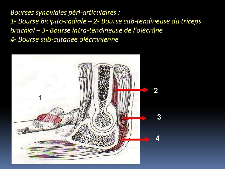 Bourses synoviales péri-articulaires : 1 - Bourse bicipito-radiale – 2 - Bourse sub-tendineuse du