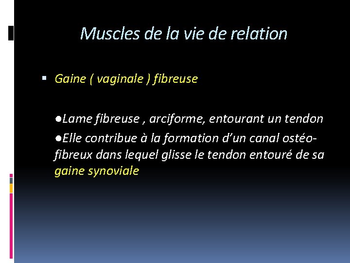Muscles de la vie de relation Gaine ( vaginale ) fibreuse ●Lame fibreuse ,