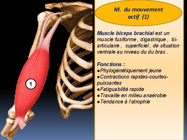 M. du mouvement actif (1) Muscle biceps brachial est un muscle fusiforme , digastrique