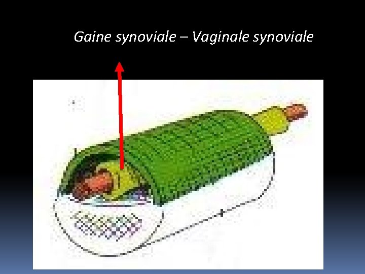 Gaine synoviale – Vaginale synoviale 