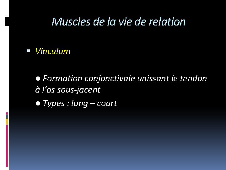 Muscles de la vie de relation Vinculum ● Formation conjonctivale unissant le tendon à
