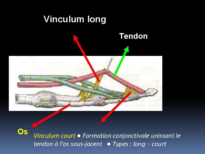 Vinculum long Tendon Os Vinculum court ● Formation conjonctivale unissant le tendon à l’os