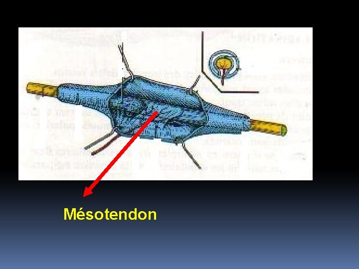 Mésotendon 