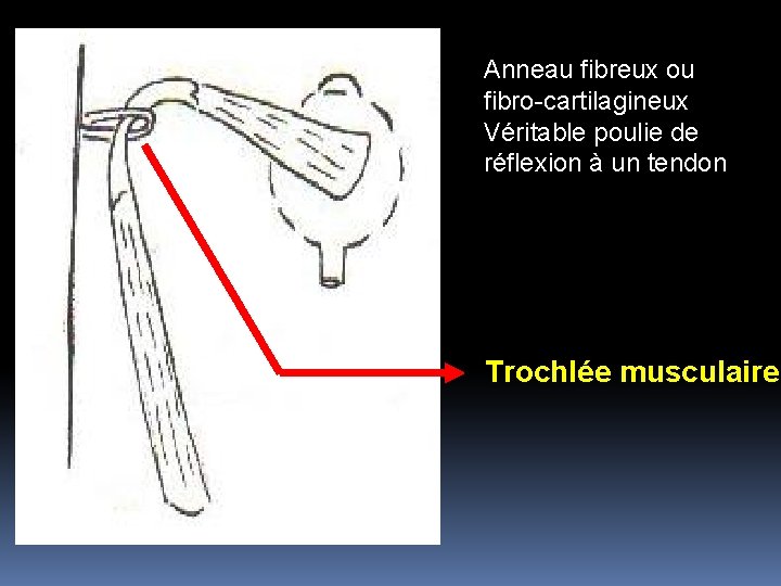 Anneau fibreux ou fibro-cartilagineux Véritable poulie de réflexion à un tendon Trochlée musculaire 