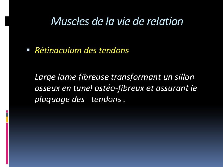 Muscles de la vie de relation Rétinaculum des tendons Large lame fibreuse transformant un