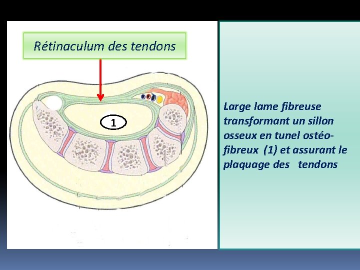 Rétinaculum des tendons 1 Large lame fibreuse transformant un sillon osseux en tunel ostéofibreux