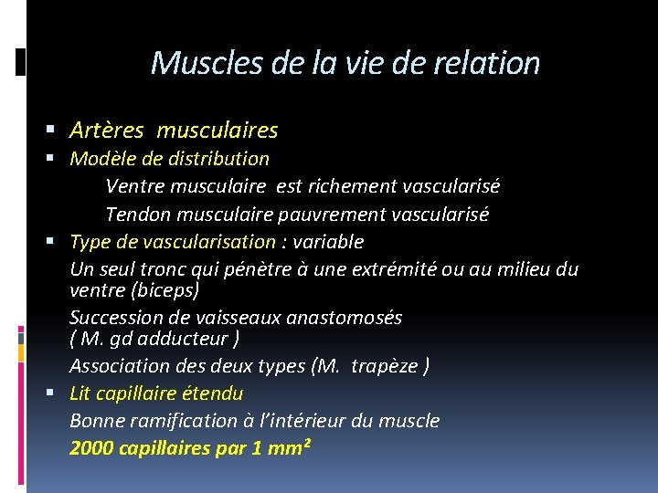 Muscles de la vie de relation Artères musculaires Modèle de distribution Ventre musculaire est