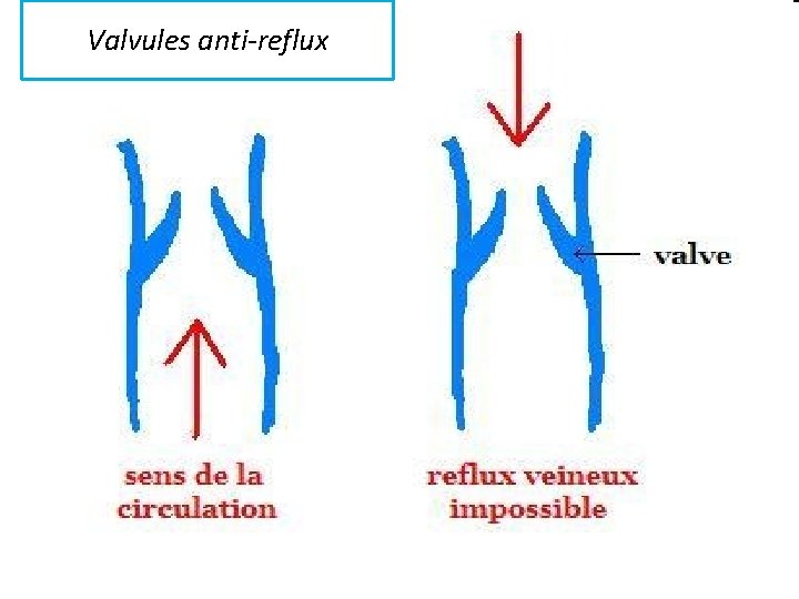 Valvules anti-reflux 