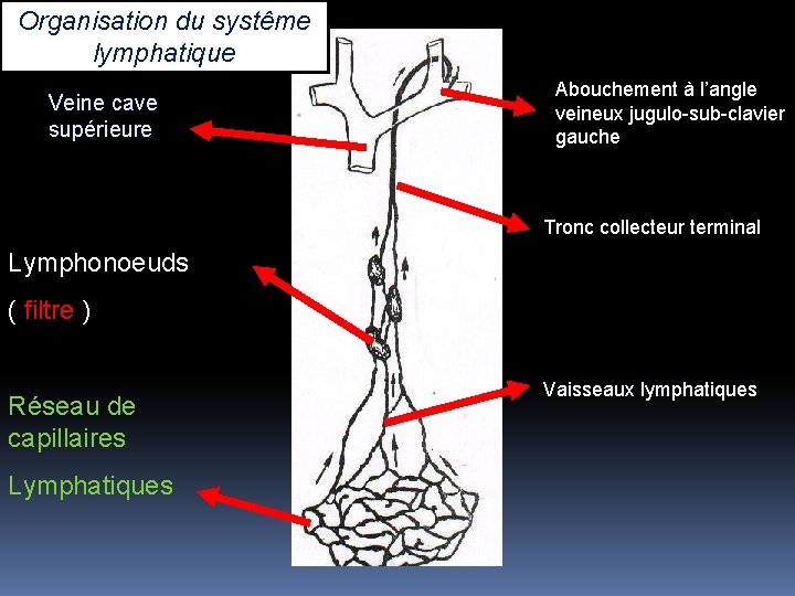 Organisation du systême lymphatique Veine cave supérieure Abouchement à l’angle veineux jugulo-sub-clavier gauche Tronc