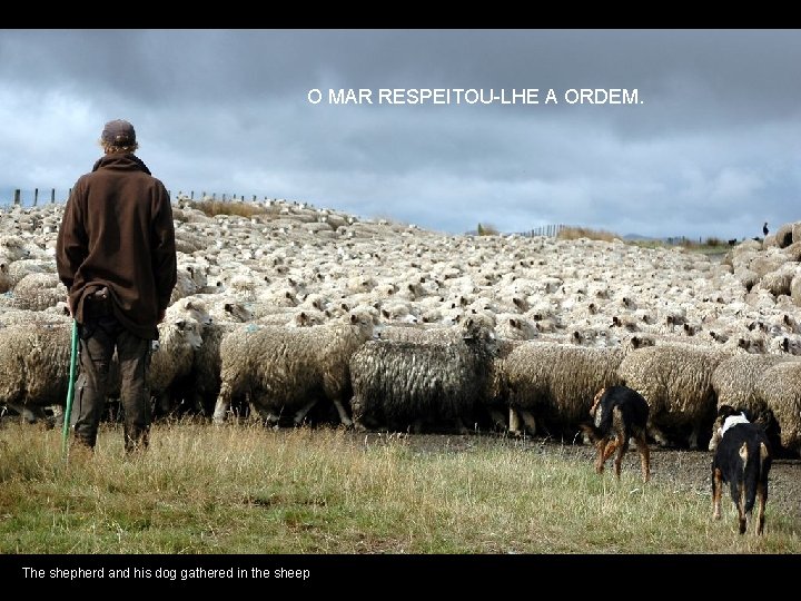 O MAR RESPEITOU-LHE A ORDEM. The shepherd and his dog gathered in the sheep