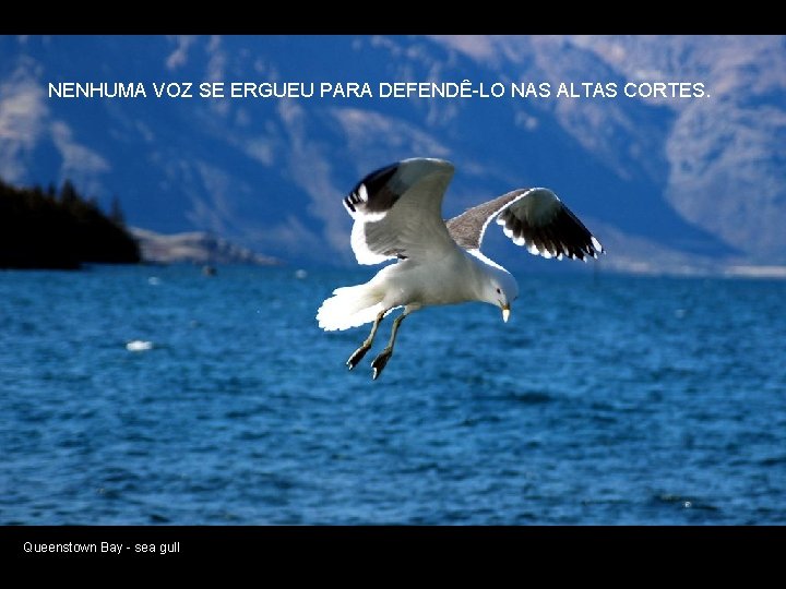 NENHUMA VOZ SE ERGUEU PARA DEFENDÊ-LO NAS ALTAS CORTES. Queenstown Bay - sea gull