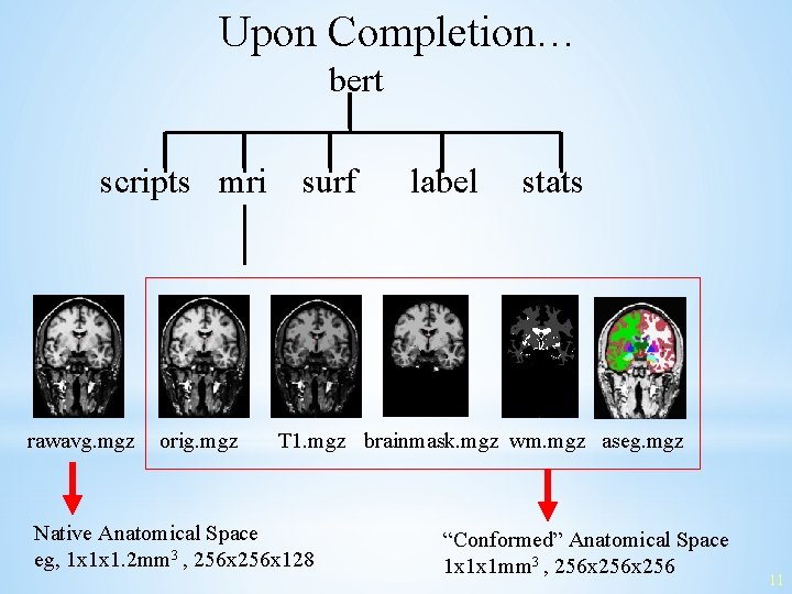 Upon Completion… bert scripts mri rawavg. mgz orig. mgz surf label stats T 1.