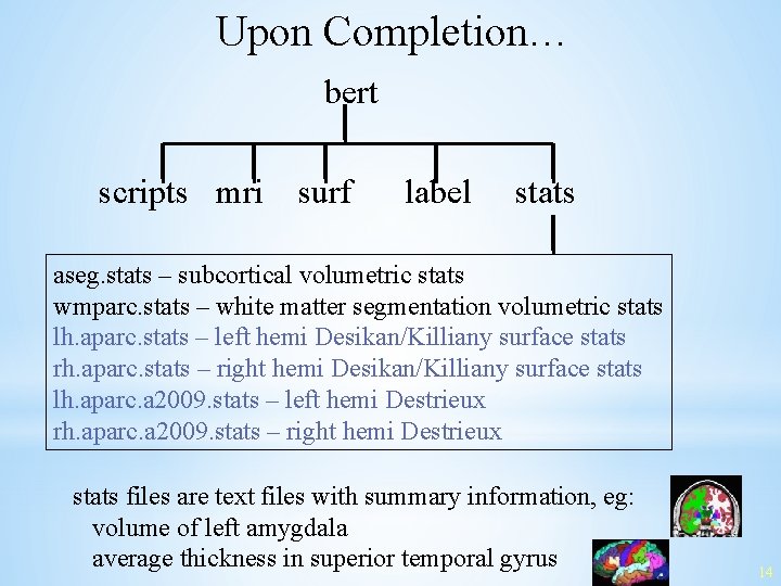 Upon Completion… bert scripts mri surf label stats aseg. stats – subcortical volumetric stats