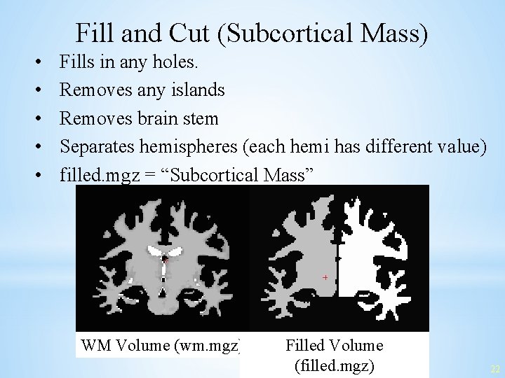 Fill and Cut (Subcortical Mass) • • • Fills in any holes. Removes any