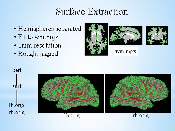 Surface Extraction • Hemispheres separated • Fit to wm. mgz • 1 mm resolution
