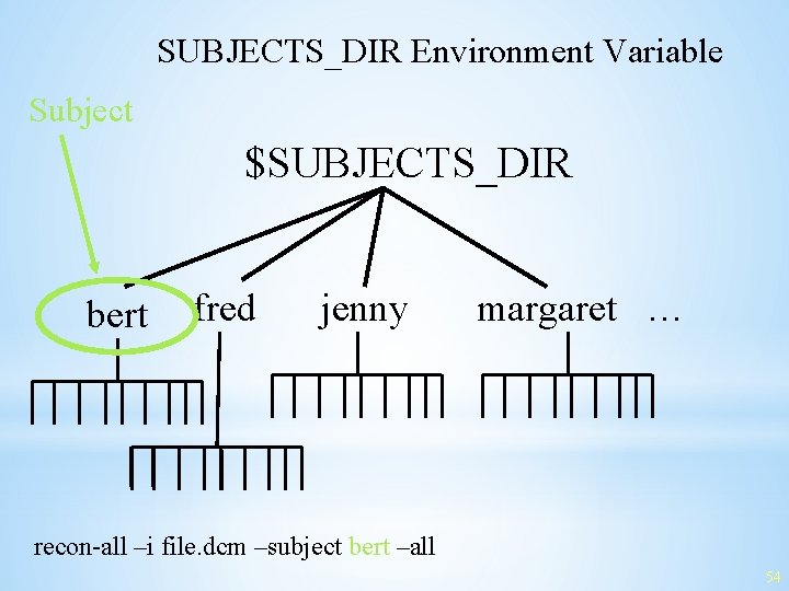 SUBJECTS_DIR Environment Variable Subject $SUBJECTS_DIR bert fred jenny margaret … recon-all –i file. dcm
