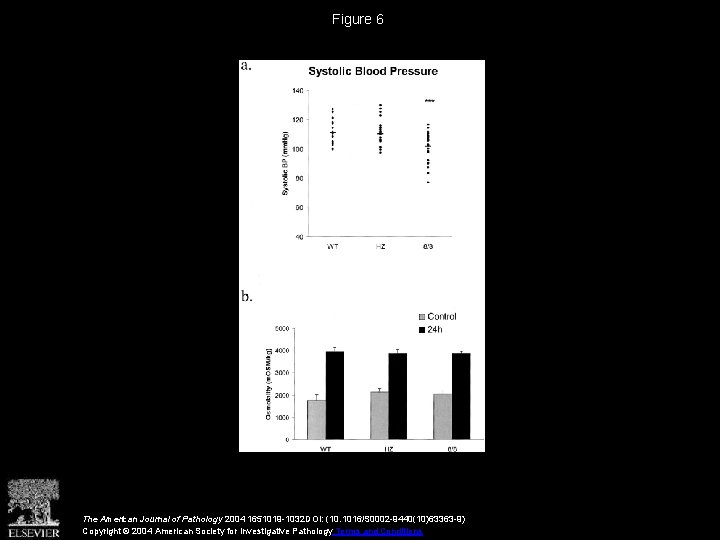 Figure 6 The American Journal of Pathology 2004 1651019 -1032 DOI: (10. 1016/S 0002