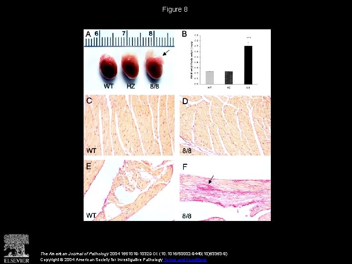 Figure 8 The American Journal of Pathology 2004 1651019 -1032 DOI: (10. 1016/S 0002