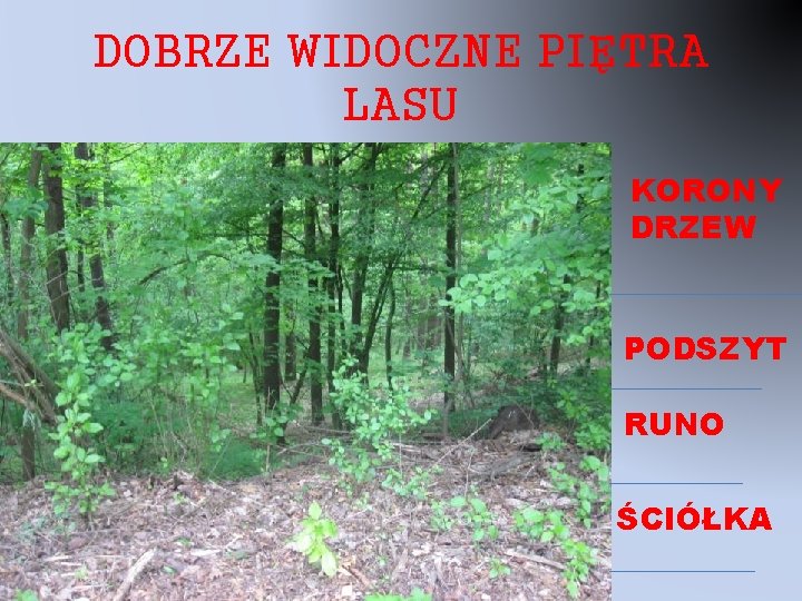 DOBRZE WIDOCZNE PIĘTRA LASU KORONY DRZEW PODSZYT RUNO ŚCIÓŁKA 