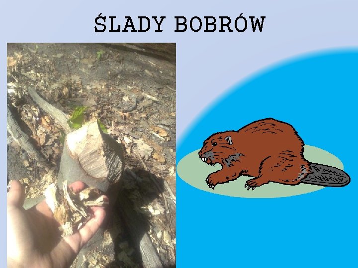 ŚLADY BOBRÓW 