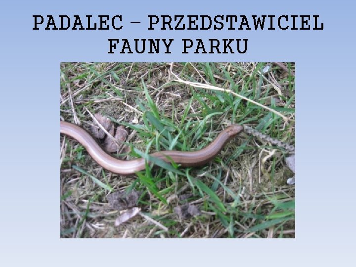 PADALEC – PRZEDSTAWICIEL FAUNY PARKU 