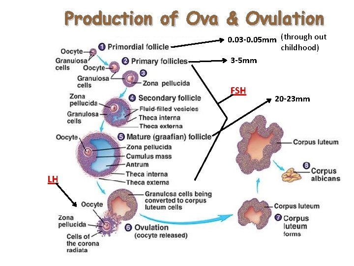Production of Ova & Ovulation 0. 03 -0. 05 mm (through out childhood) 3