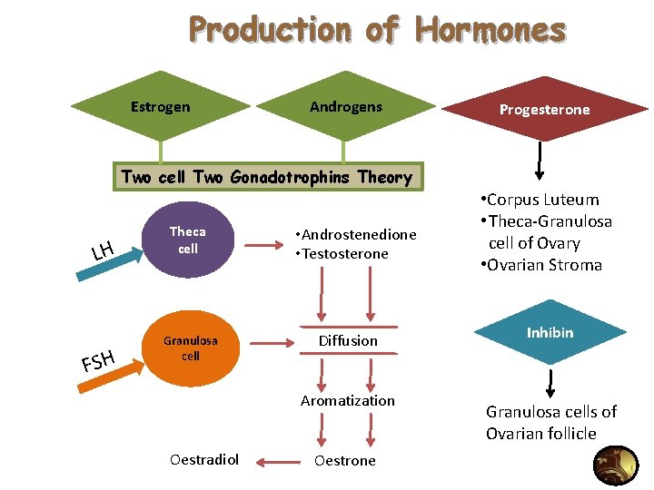 Production of Hormones Estrogen Androgens Progesterone Two cell Two Gonadotrophins Theory LH FSH Theca