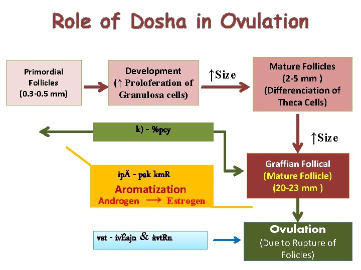 Role of Dosha in Ovulation Primordial Follicles (0. 3 -0. 5 mm) Development (↑
