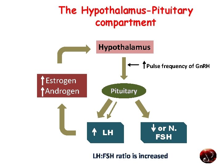 The Hypothalamus-Pituitary compartment Hypothalamus Pulse frequency of Gn. RH Estrogen Androgen Pituitary LH or