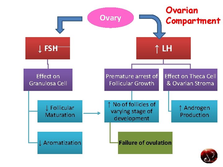 Ovarian Compartment Ovary ↓ FSH Effect on Granulosa Cell ↓ Follicular Maturation ↓ Aromatization