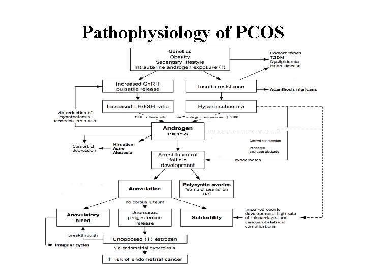 Pathophysiology of PCOS 